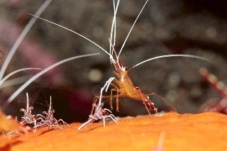 「アカシマシラヒゲエビ(アカスジモエビ,white-banded cleaner shrimp)」のサムネイル画像