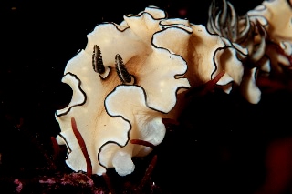 「キイロウミウシ」のサムネイル画像