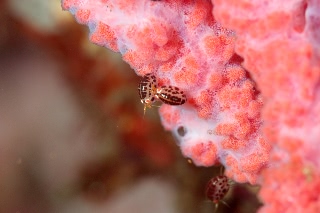 「ホテイヨコエビ科の一種」のサムネイル画像