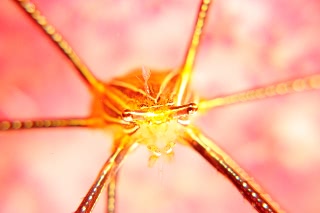 「オルトマンワラエビ(Ortmann's spider-crab)」のサムネイル画像