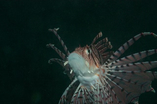 「ミノカサゴ」のサムネイル画像