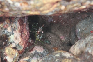 「フシウデサンゴモエビ」のサムネイル画像