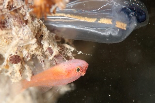 「シリウスベニハゼ(Skinspot Dwarfgoby)」のサムネイル画像