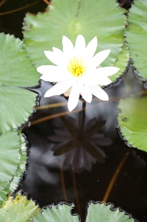 「無題」のサムネイル画像