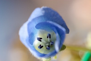 「ネモフィラ」のサムネイル画像