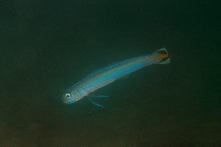 「スミレハナハゼ(Faldtail dart-goby,Flagtail dartfish,フラッグテールダートゴビー)」のサムネイル画像