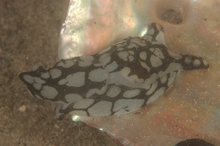 「無題」のサムネイル画像