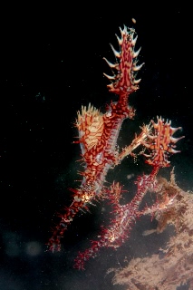 「ニシキフウライウオ(Ghost pipe fish)」のサムネイル画像