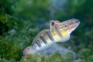 「サラサハゼ(White-barred Goby)」のサムネイル画像