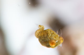 「オオメアミの一種」のサムネイル画像