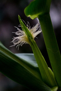 「レインボーコーン(虹色トウモロコシ,七色トウモロコシ,グラスジェムコーン,ジュエリーコーン)」のサムネイル画像