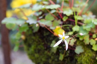「ダイモンジソウ」のサムネイル画像