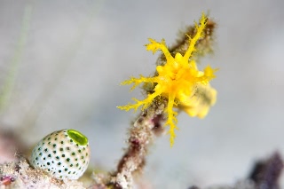 「キンコ」のサムネイル画像