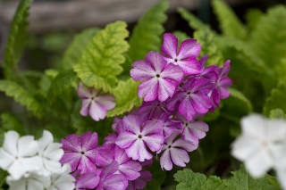 「シバザクラ」のサムネイル画像