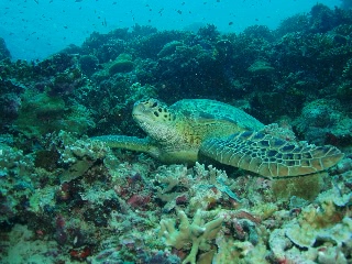 「アオウミガメ(Green turtle)」のサムネイル画像