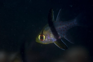 「マンジュウイシモチ」のサムネイル画像