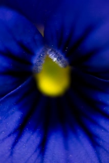 「ビオラ」のサムネイル画像