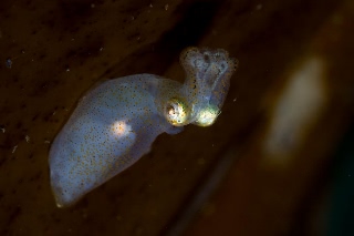 「ヒメイカ」のサムネイル画像