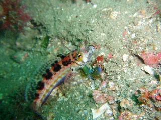 「コウライトラギス」のサムネイル画像