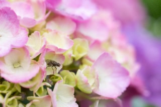 「アジサイ」のサムネイル画像