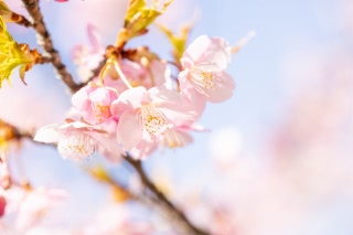 「カワヅザクラ(河津桜)」のサムネイル画像