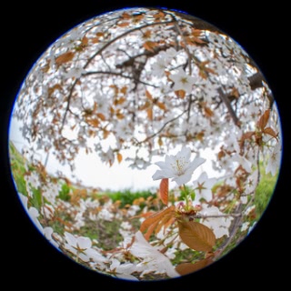 「ヤマザクラ」のサムネイル画像