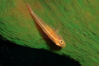 「セボシウミタケハゼ(Common ghost goby)」のサムネイル画像