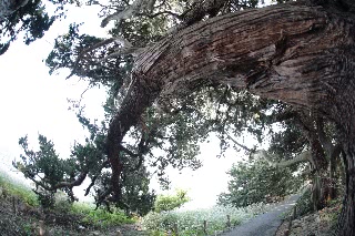 「ビャクシン」のサムネイル画像