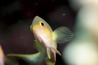 「メラネシアンアンティアス(Meranesian anthias)」のサムネイル画像