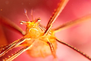 「オルトマンワラエビ(Ortmann's spider-crab)」のサムネイル画像