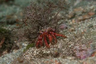 「ヤドカリの仲間」のサムネイル画像