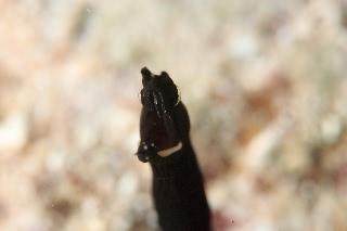 「ハナヒゲウツボ(blue ribbon eel)」のサムネイル画像