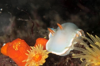 「ウミウシの仲間」のサムネイル画像