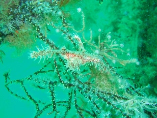 「ニシキフウライウオ(Ghost pipe fish)」のサムネイル画像