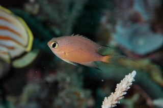 「マルスズメダイ」のサムネイル画像