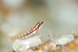 「無題」のサムネイル画像