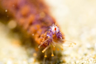 「ユルヒトデ」のサムネイル画像