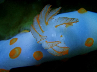 「二次鰓」のサムネイル画像