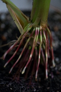 「レインボーコーン(虹色トウモロコシ,七色トウモロコシ,グラスジェムコーン,ジュエリーコーン)」のサムネイル画像