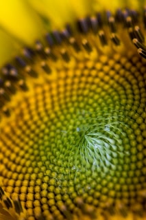 「ヒマワリ」のサムネイル画像