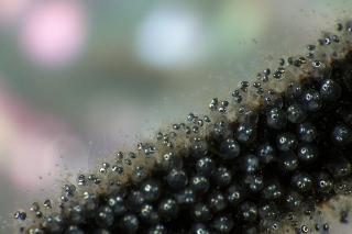 「ガラスハゼ」のサムネイル画像