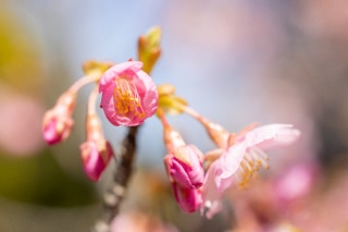 「カワヅザクラ(河津桜)」のサムネイル画像