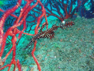 「ニシキフウライウオ(Ghost pipe fish)」のサムネイル画像