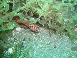 「キンセンイシモチ(Southern orange-lined cardinal fish)」のサムネイル画像