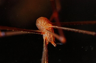 「オルトマンワラエビ(Ortmann's spider-crab)」のサムネイル画像