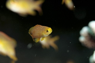 「メラネシアンアンティアス(Meranesian anthias)」のサムネイル画像