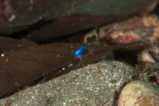 「スズメダイの仲間」のサムネイル画像