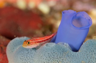 「タテジマヘビギンポ(Tropical striped triplefin)」のサムネイル画像