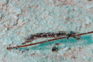 「タツノイトコ」のサムネイル画像