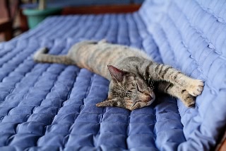 「ネコ」のサムネイル画像